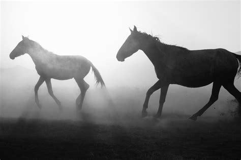 Running Horses in Black and White · Free Stock Photo