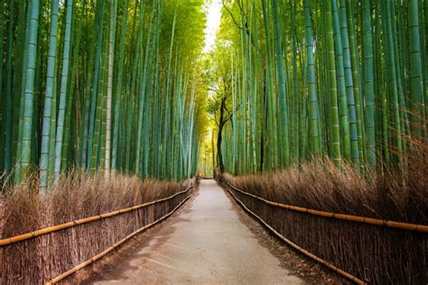 Arashiyama Bamboo Forest: How to go and Travel Guide - JRailPass