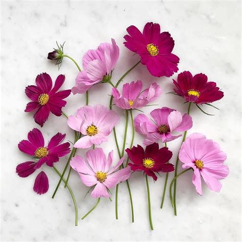 September flowers. Possibly my favorite season in the garden - rangy ...