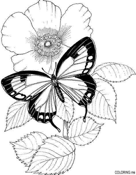 Butterfly And Flower Coloring Pages - Flower Coloring Page