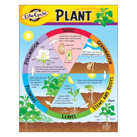 Class Decoratives: T38179 Life Cycle of a Plant Learning Chart, 17