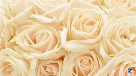 White Rose Backgrounds - Wallpaper Cave