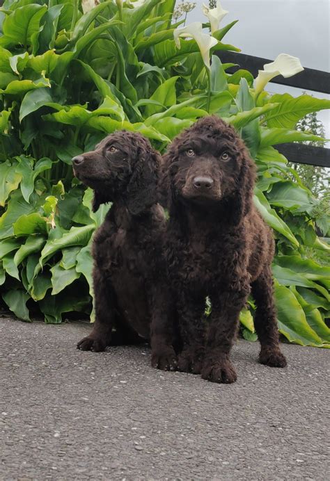 Irish Water Spaniel Puppies - Dogs For Sale Ireland