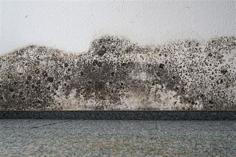 Mold Removal in Winter | Tips from New York Mold Remediation Experts