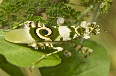 Encounters in East Africa: Spiny Flower Mantis