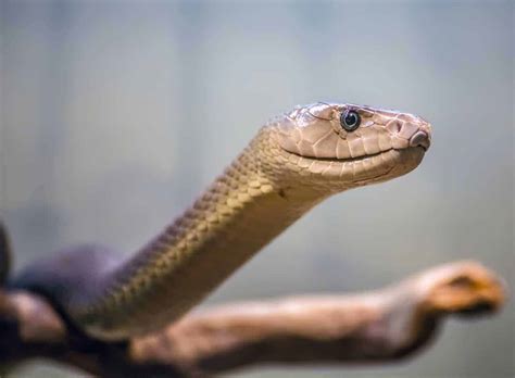 17 Interesting Facts about Black Mamba Snakes – Embora Pets