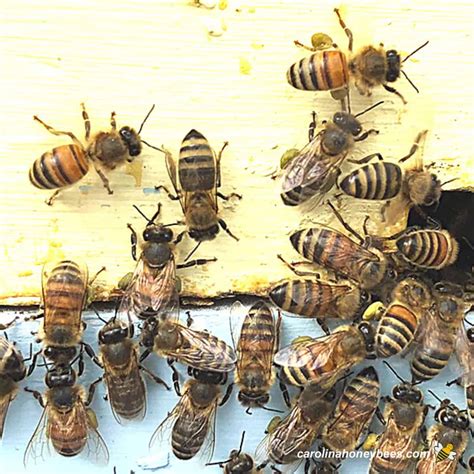 The Role of Worker Bees - Carolina Honeybees