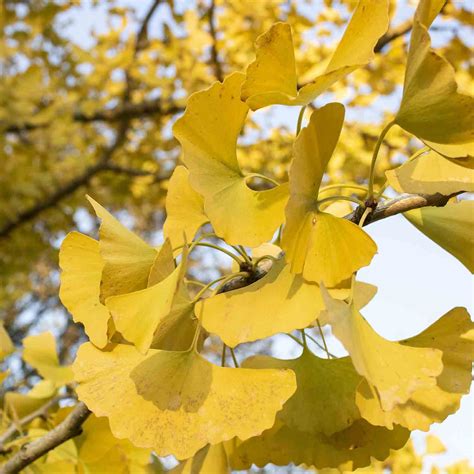 Ginkgo biloba 'Autumn Gold' - Autumn Gold Ginkgo | Western Star Nursery