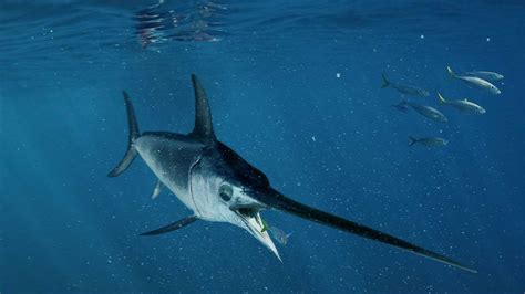 How swordfish reach speeds of up to 100 kilometers per hour | Science ...