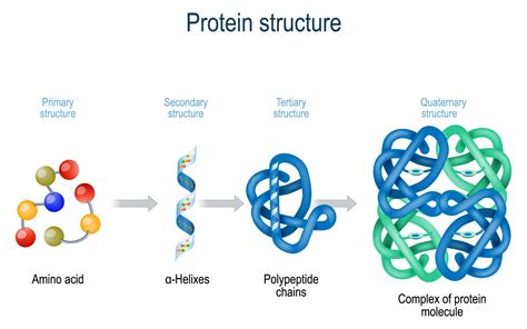 Protein Folding | Gamma