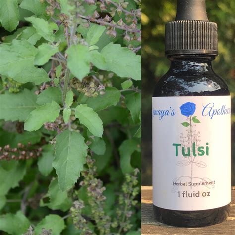 Tulsi/Holy Basil - Yemaya's Apothecary