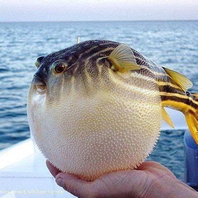 Puffer Fish in Hand on Boat