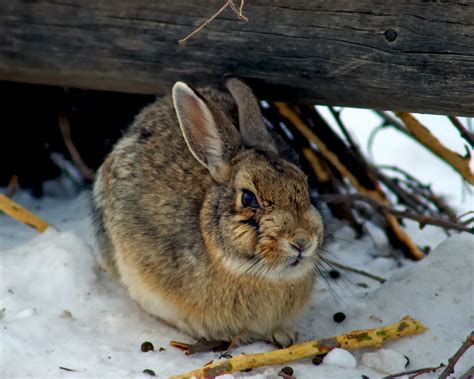 A Rabbit Warren Welcome | Large On Black One of the most int… | Flickr