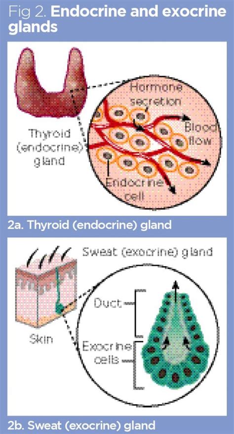 Endocrine system 1: overview of the endocrine system and hormones ...