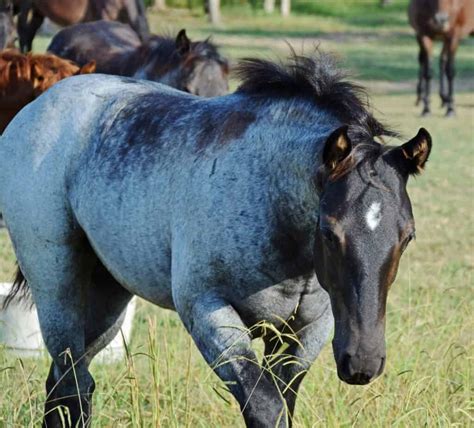 The Roan Horse Pattern: A Unique Coat That’s Admired By Many