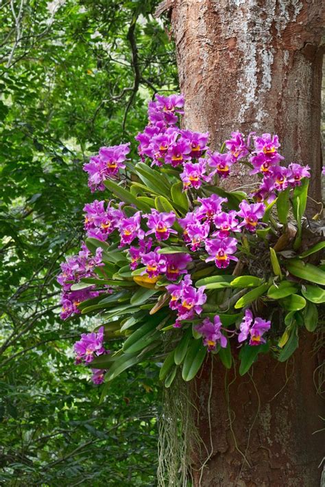 Tropical Rainforest Plants Orchids – Idalias Salon