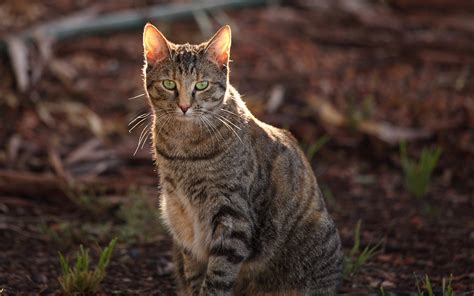 Feral Cats in Australia Sentenced to Death by Sausage | Live Science