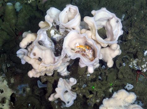 Scientists identify new species of sea sponge off the coast of British ...