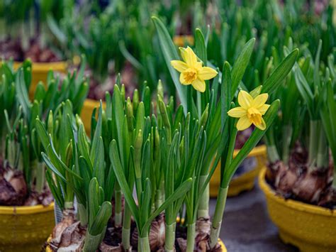 Indoor Bulb Gardening – Flower Bulbs You Can Grow Indoors