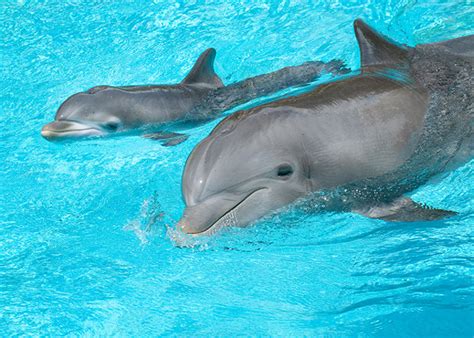 Baby-Dolphin-5552 | Baby Animal Zoo