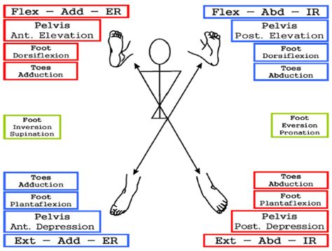 PNF patterns - pelvis and leg diagonals | OT TEACHING CHARTS/ Pt ...