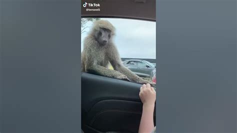 Monkey on the car meme - YouTube