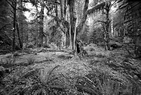 HOH RAIN FOREST 1 © 1998 - Clyde Butcher | Black & White Fine Art ...