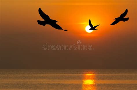 Silhouette Of Birds Flying In Sunset Time Stock Photo - Image of ...