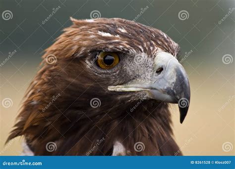 Golden Eagle face stock photo. Image of wild, prey, chrysaetos - 8261528