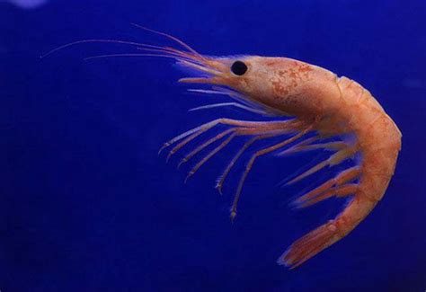 shrimp in ocean - Google Search | Crevettes, Animaux marins, Animaux ...