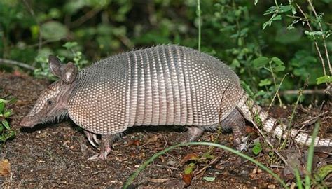 Armadillo Eating Habits | Sciencing