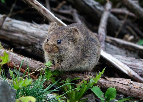 How to Get Rid of Voles? - Xceptional Wildlife Removal