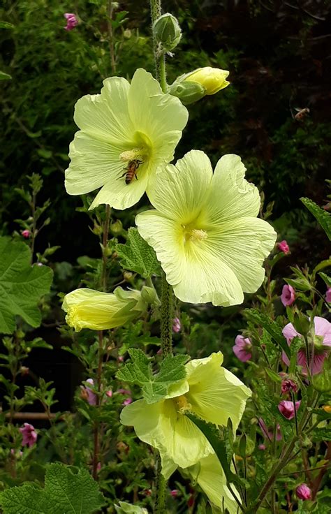 Alcea rugosa - 9cm pot