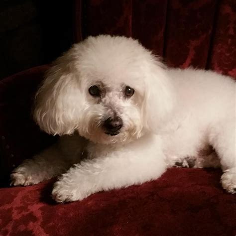 Adopt a pet: Bichon frise Buddy’s a senior in age only – Orange County ...