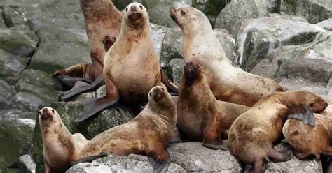 Sea Lion Behavior - AnimalBehaviorCorner