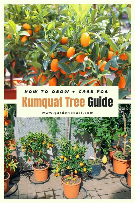 Kumquat Tree Guide: How to Grow & Care For Kumquat Trees | Kumquat tree ...