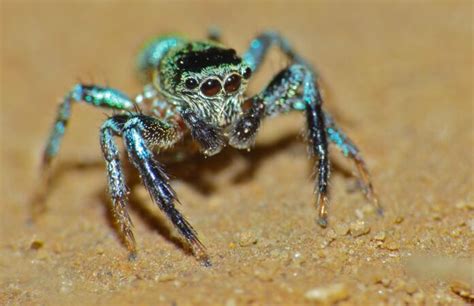 Jumping Spiders | Interesting Thing of the Day