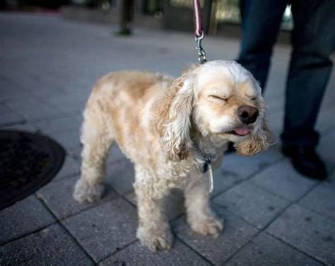 Sneezing animals - Mirror Online