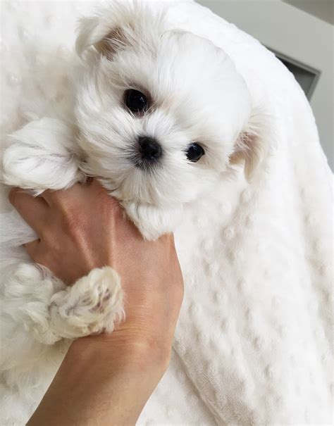 Teacup Maltese Puppy for sale! | iHeartTeacups