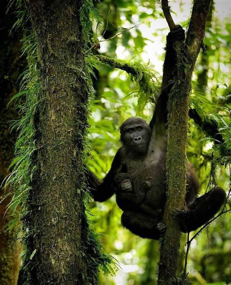 The Wildlife of Uganda – 15 must-see Animals | Wildest