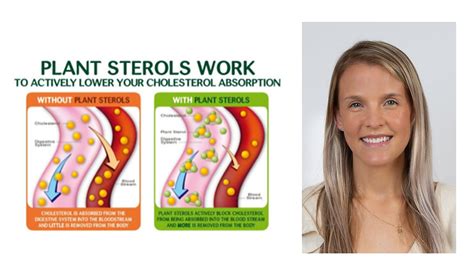 Plant Sterols and Cholesterol 101