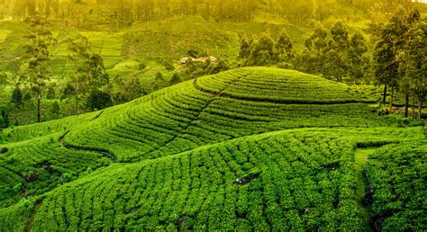 Green Tea Plantation-scenery Hd Desktop Wallpaper Preview 842