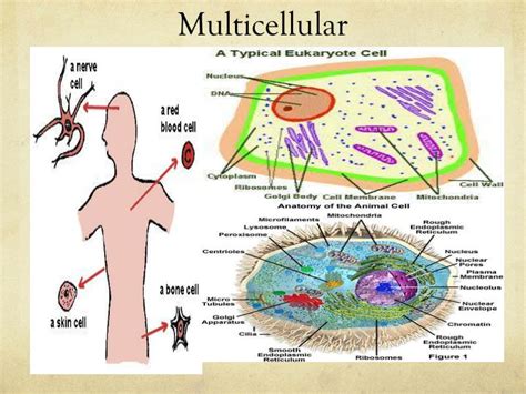 PPT - Cell Theory, Animal Cell Structure, Function, and Processes ...