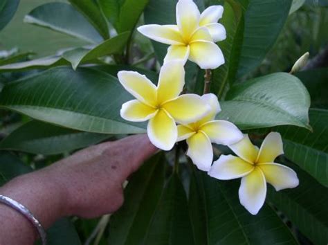 Plumeria Cuttings