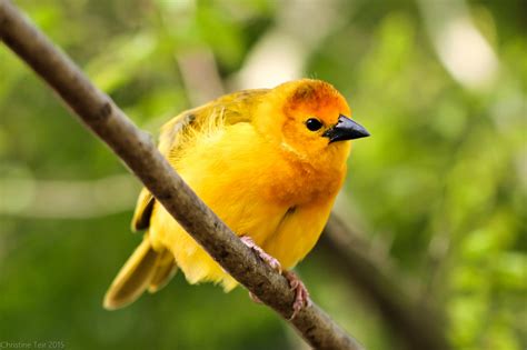 Taveta Golden Weaver — Weasyl