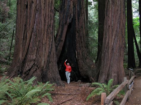 LARRY'S RAMBLE: Muir Woods National Monument....