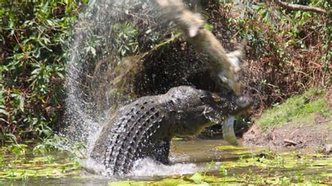 Snorkeler Attacked By Crocodile Pulls Its Jaws Off Of His Head ...