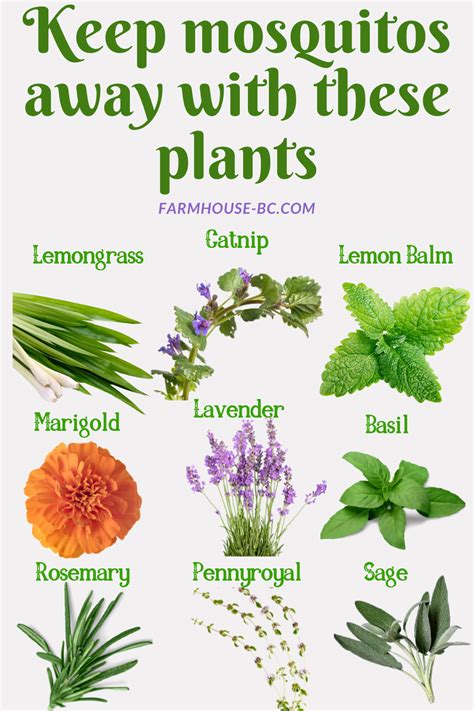 The Best 12 Mosquito Repellent Plants to Grow | Mosquito repelling ...