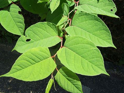 How To Identify Japanese Knotweed: In-Depth Knotweed Identification ...