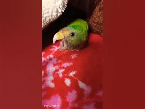 Angry 😡 Talking parrot Budgie Biting my Finger 😱😱#shorts #viral #video ...